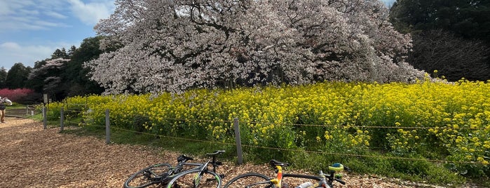 吉高の大桜 is one of 気になるとこ.