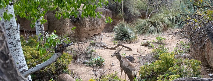 Arizona-Sonora Desert Museum is one of Alwayspets.com Top 50 Zoo’s in the US.