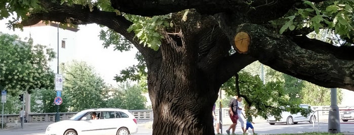 Památný strom dub letní is one of Daniel : понравившиеся места.