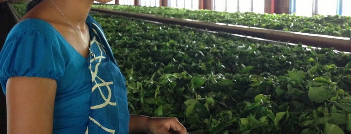 Blue Field Tea Factory is one of Best of Sri Lanka.