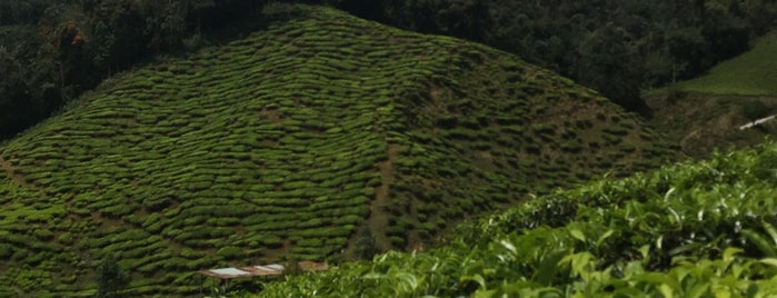 Tea Farm Cameron Highlan is one of Malaysia.