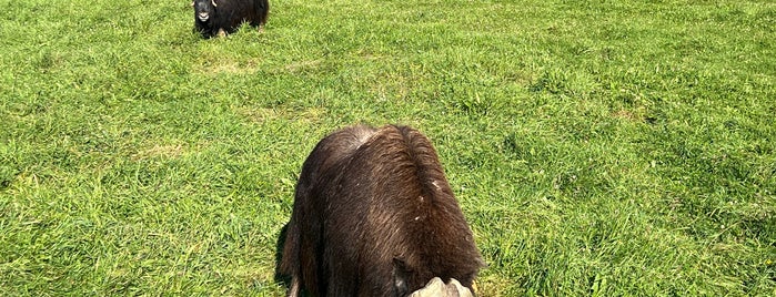 Musk Ox Farm is one of Essential Anchorage Experiences.