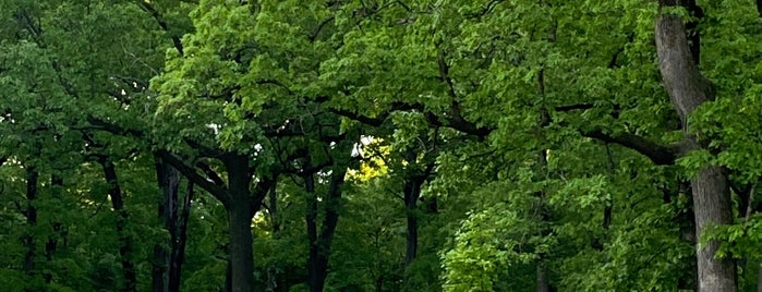 Maple Grove Forest Preserve is one of Forest Preserves.