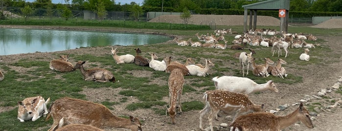 African Safari Wildlife Park is one of Lake Erie Vacation.