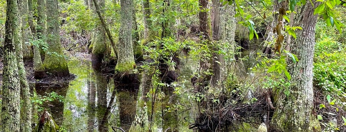 Bald Cypress Nature Trail is one of Beautiful Nature.