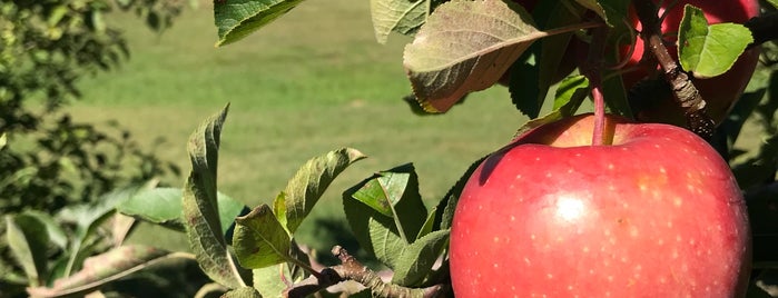 Fort Salonga Farm is one of Pick Your Own NYC.