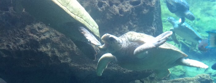 TurtleTrek is one of My vacation @ FL2.