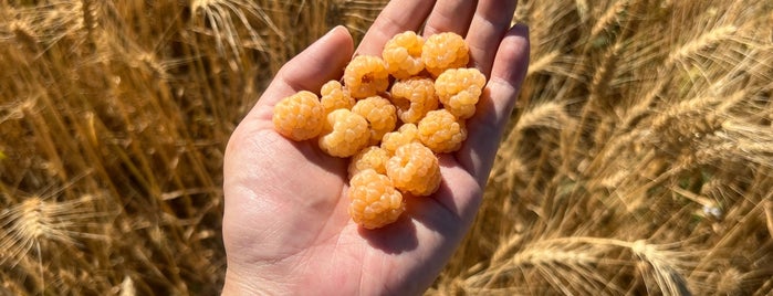 Sauvie Island Farms is one of portland.