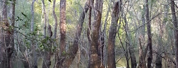 Apalachicola National Forest is one of Tallahassee, FL.