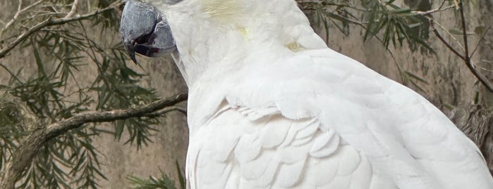 Taronga Zoo Bird Show is one of 1st trip to Australia.