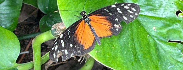 Butterfly House at Faust County Park is one of Parks.