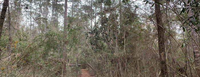 UWF Edward Ball Nature Trail is one of FUN ACTIVITIES.