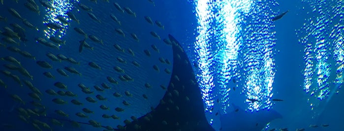 Georgia Aquarium is one of Lugares favoritos de L.