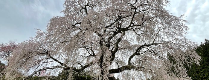 本郷の滝桜 (又兵衛桜) is one of Sakura.