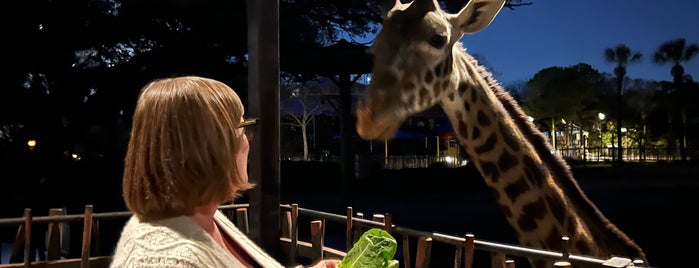 Giraffe African Exhibit is one of The 15 Best Zoos in Houston.