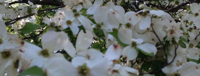 Dogwood Festival is one of Genie.