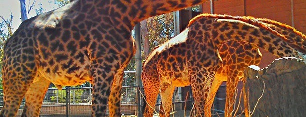 San Diego Zoo is one of Places for Kids on Spring Break!.