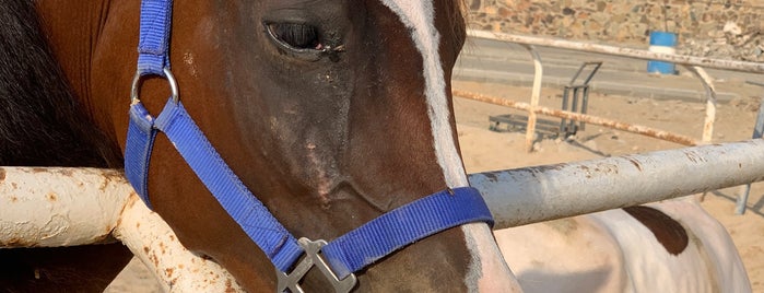 Altarek Equestrian Club is one of الرياض.