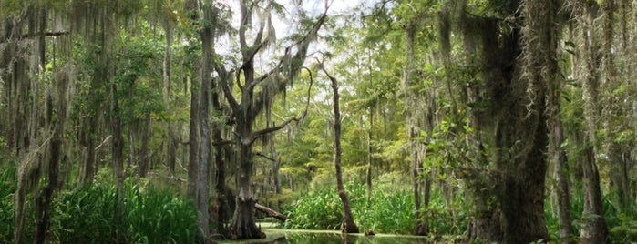 Honey Island Swamp is one of New Orleans Places.