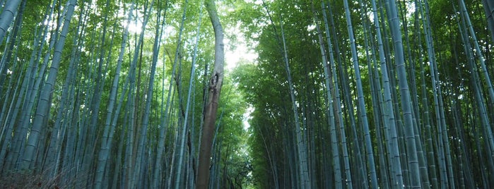 Arashiyama Bamboo Grove is one of memo.