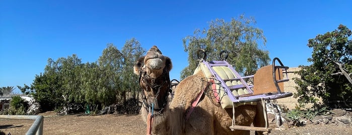 Camel Park is one of Tenerife.