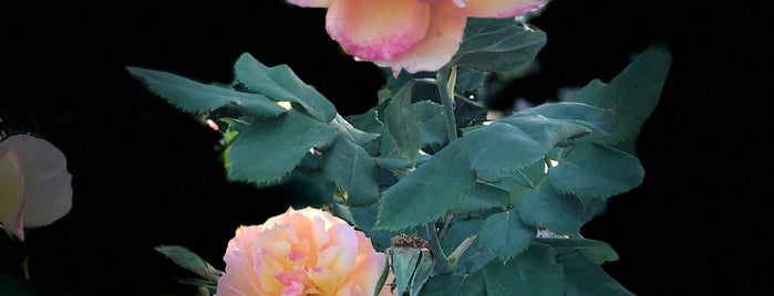 Inez Grant Parker Memorial Rose Garden is one of to do.