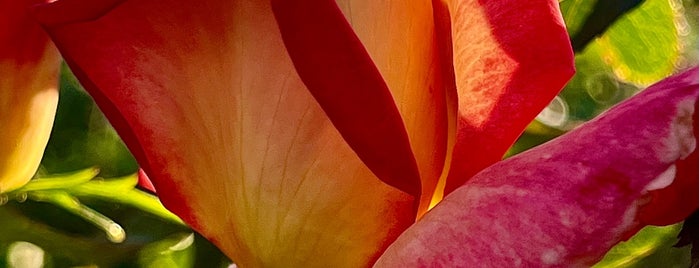 Inez Grant Parker Memorial Rose Garden is one of to do.