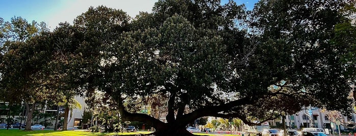 Tree Of Wonderfulness is one of America's Finest: San Diego.