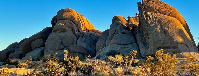 Joshua Tree National Park is one of Lax.