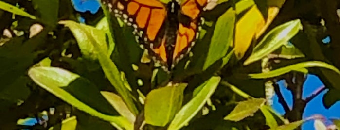 Monarch Butterfly Grove is one of CENTRAL COAST CA.