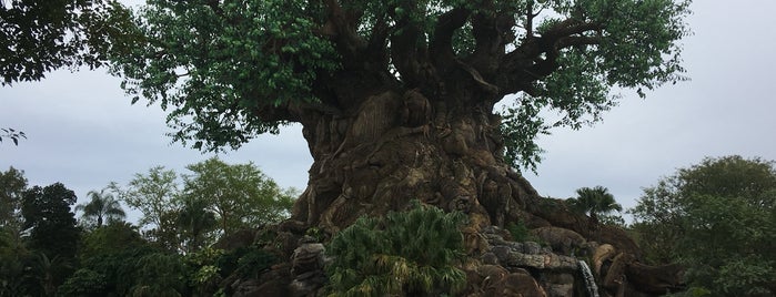 The Tree of Life is one of DisneyWorld 2019.