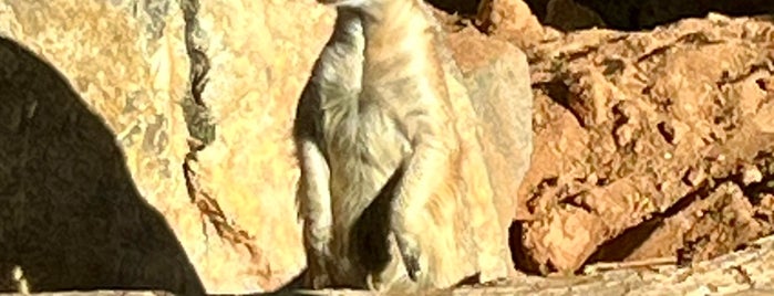 The Living Desert Zoo & Botanical Gardens is one of California Mojave Desert.