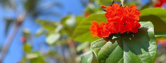 Puerto Vallarta is one of Mexico.