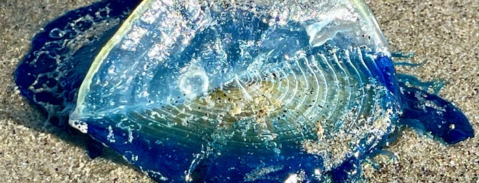 Coronado Beach is one of Whale's Vagina.