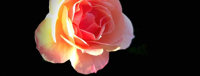 Inez Grant Parker Memorial Rose Garden is one of Posti che sono piaciuti a Joey.