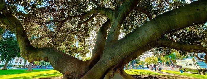 Tree Of Wonderfulness is one of Around San Diego.