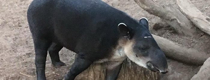 Africa Rocks is one of San Diego Zoo.