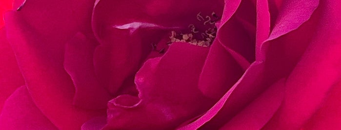 Inez Grant Parker Memorial Rose Garden is one of San Diego.