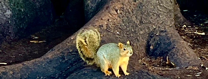 Tree Of Wonderfulness is one of Around San Diego.