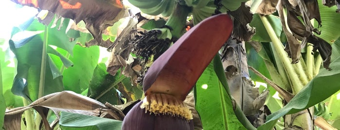 باغ موز |Banana garden is one of 4bahar.