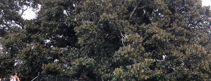 Moreton Bay Fig Tree is one of Alfaさんのお気に入りスポット.