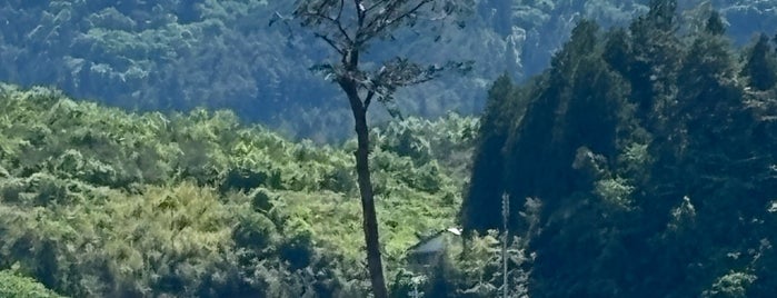 奇跡の一本松 is one of 巨木.