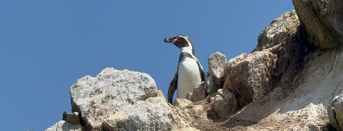 Reserva Nacional Islas Ballestas is one of Que visitar al Sur de Lima?Desierto de Perú.