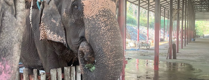 ศูนย์อนุรักษ์ช้างไทย (สถาบันคชบาลแห่งชาติ ในพระอุปถัมภ์ฯ) Thai Elephant Conservation Center (National Elephant Institute) is one of ลำพูน, ลำปาง.