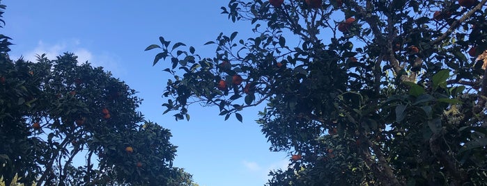 Buskett Gardens is one of Malta.