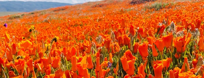 Antelope Valley Poppy Reserve is one of California Suggestions.