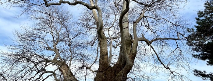 900 Year Old Plain Tree | 900 წლის ჭადარი is one of Chemi Sakartvelo.