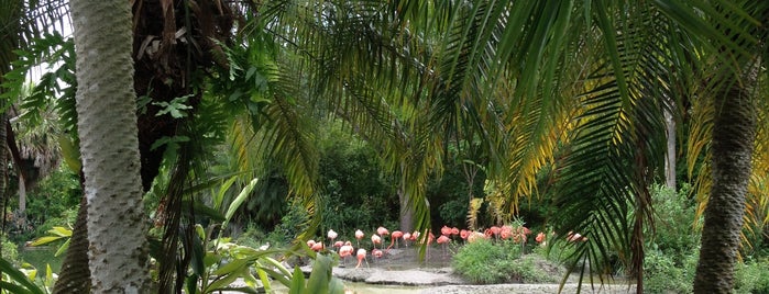 Zoo Miami is one of Miami.