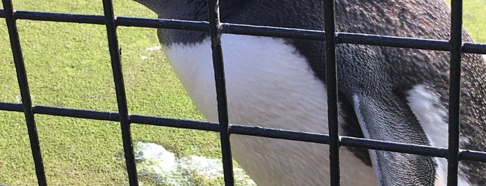 Edinburgh Zoo is one of Nes'in Beğendiği Mekanlar.