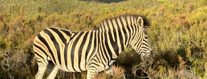Gondwana Game Reserve is one of Cape Town.